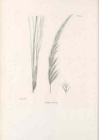 Reproducción/Reproduction 49521571572: Nova genera et species plantarum :. Antverpiae :Ex officina Christophori Plantini ...,1576.. 