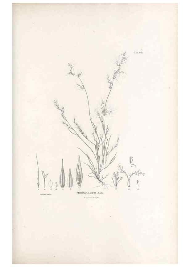 Reproducción/Reproduction 49521571987: Nova genera et species plantarum :. Antverpiae :Ex officina Christophori Plantini ...,1576.. 