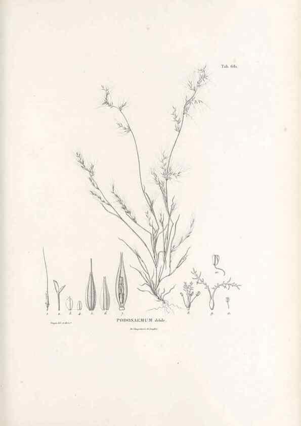 Reproducción/Reproduction 49521571987: Nova genera et species plantarum :. Antverpiae :Ex officina Christophori Plantini ...,1576.. 