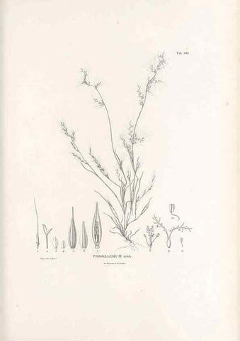 Reproducción/Reproduction 49521571987: Nova genera et species plantarum :. Antverpiae :Ex officina Christophori Plantini ...,1576.. 