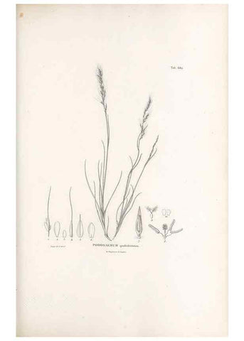 Reproducción/Reproduction 49520836683: Nova genera et species plantarum :. Antverpiae :Ex officina Christophori Plantini ...,1576.. 
