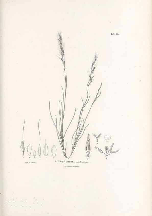 Reproducción/Reproduction 49520836683: Nova genera et species plantarum :. Antverpiae :Ex officina Christophori Plantini ...,1576.. 