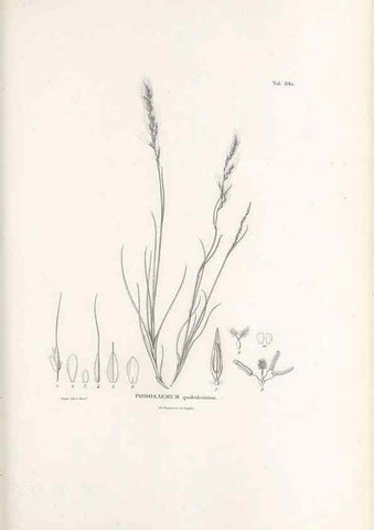 Reproducción/Reproduction 49520836683: Nova genera et species plantarum :. Antverpiae :Ex officina Christophori Plantini ...,1576.. 