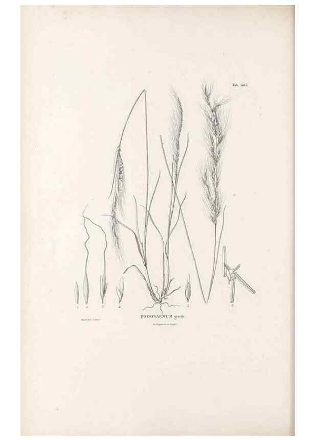 Reproducción/Reproduction 49521572697: Nova genera et species plantarum :. Antverpiae :Ex officina Christophori Plantini ...,1576.. 