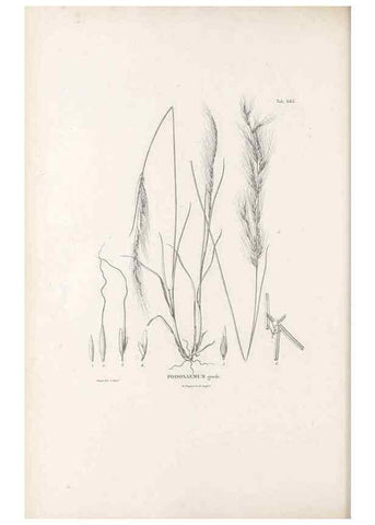 Reproducción/Reproduction 49521572697: Nova genera et species plantarum :. Antverpiae :Ex officina Christophori Plantini ...,1576.. 