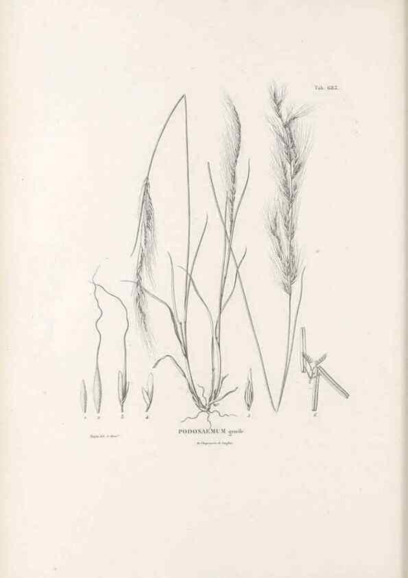 Reproducción/Reproduction 49521572697: Nova genera et species plantarum :. Antverpiae :Ex officina Christophori Plantini ...,1576.. 
