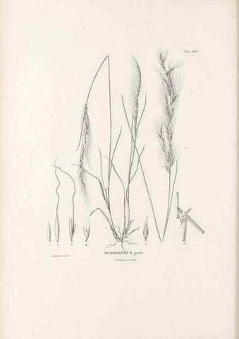 Reproducción/Reproduction 49521572697: Nova genera et species plantarum :. Antverpiae :Ex officina Christophori Plantini ...,1576.. 