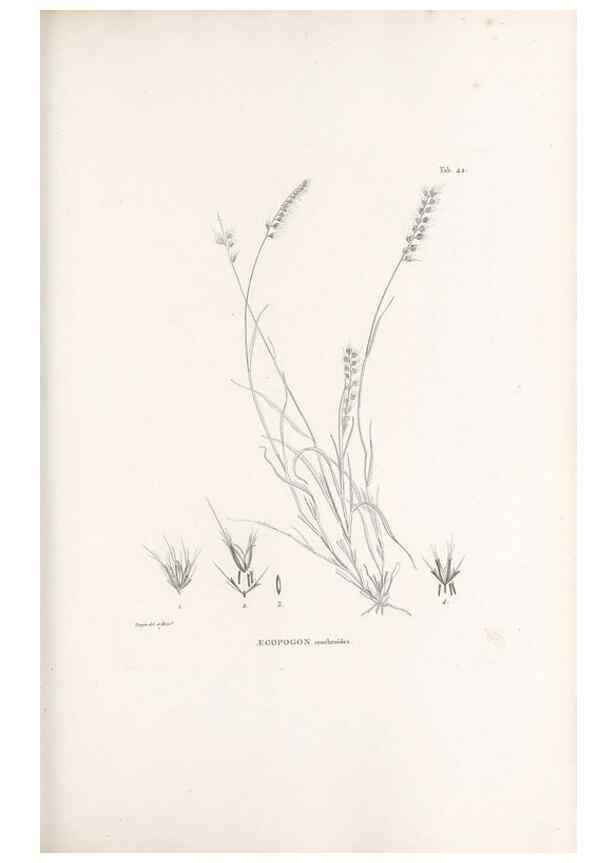 Reproducción/Reproduction 49520837403: Nova genera et species plantarum :. Antverpiae :Ex officina Christophori Plantini ...,1576.. 
