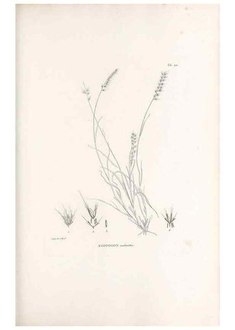 Reproducción/Reproduction 49520837403: Nova genera et species plantarum :. Antverpiae :Ex officina Christophori Plantini ...,1576.. 