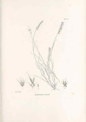 Reproducción/Reproduction 49520837403: Nova genera et species plantarum :. Antverpiae :Ex officina Christophori Plantini ...,1576.. 