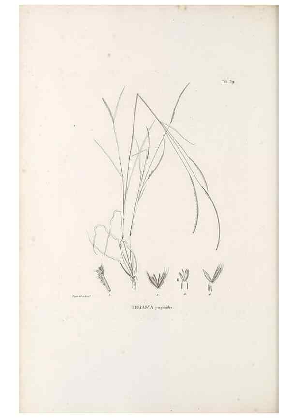 Reproducción/Reproduction 49521359306: Nova genera et species plantarum :. Antverpiae :Ex officina Christophori Plantini ...,1576.. 