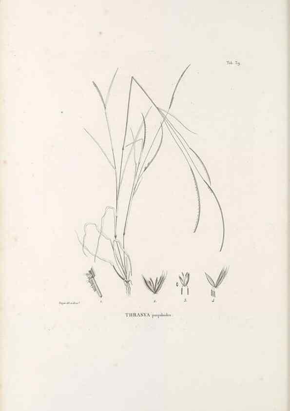 Reproducción/Reproduction 49521359306: Nova genera et species plantarum :. Antverpiae :Ex officina Christophori Plantini ...,1576.. 