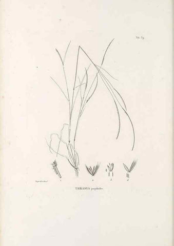 Reproducción/Reproduction 49521359306: Nova genera et species plantarum :. Antverpiae :Ex officina Christophori Plantini ...,1576.. 