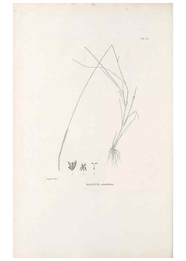 Reproducción/Reproduction 49520832448: Nova genera et species plantarum :. Antverpiae :Ex officina Christophori Plantini ...,1576.. 