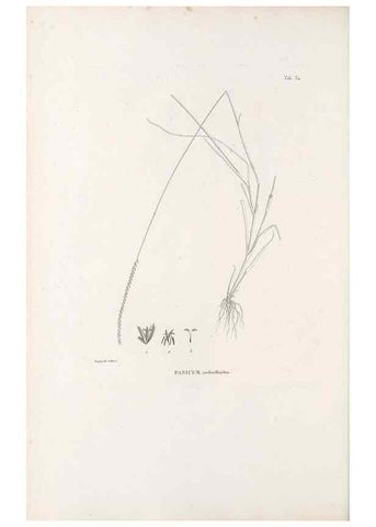 Reproducción/Reproduction 49520832448: Nova genera et species plantarum :. Antverpiae :Ex officina Christophori Plantini ...,1576.. 