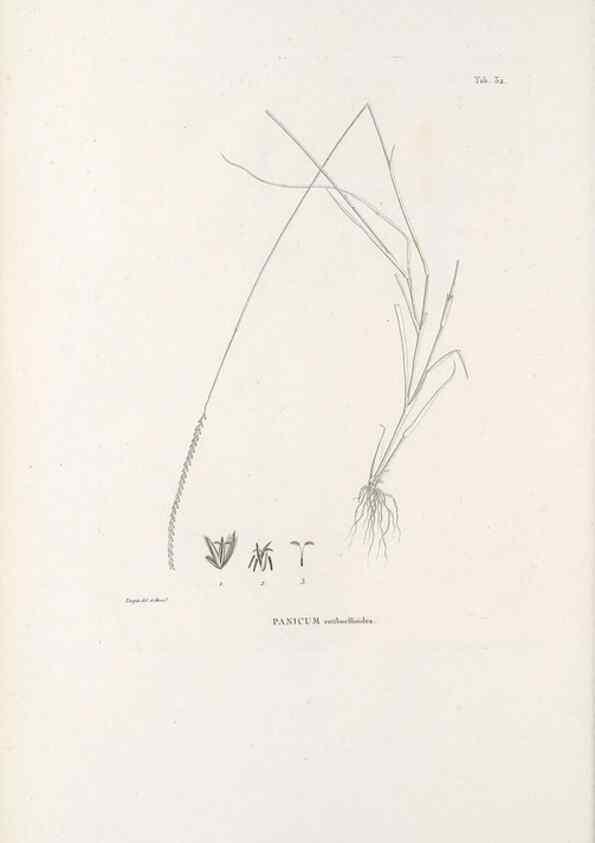 Reproducción/Reproduction 49520832448: Nova genera et species plantarum :. Antverpiae :Ex officina Christophori Plantini ...,1576.. 