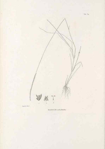 Reproducción/Reproduction 49520832448: Nova genera et species plantarum :. Antverpiae :Ex officina Christophori Plantini ...,1576.. 