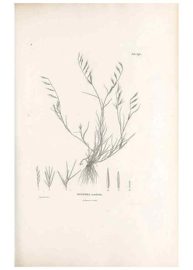 Reproducción/Reproduction 49521579952: Nova genera et species plantarum :. Antverpiae :Ex officina Christophori Plantini ...,1576.. 