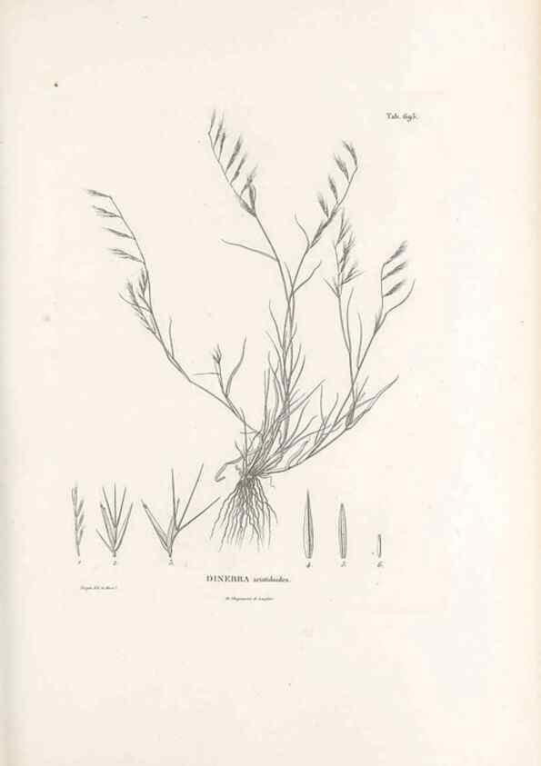 Reproducción/Reproduction 49521579952: Nova genera et species plantarum :. Antverpiae :Ex officina Christophori Plantini ...,1576.. 