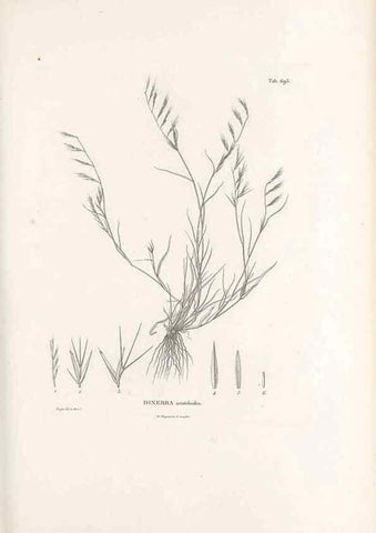Reproducción/Reproduction 49521579952: Nova genera et species plantarum :. Antverpiae :Ex officina Christophori Plantini ...,1576.. 