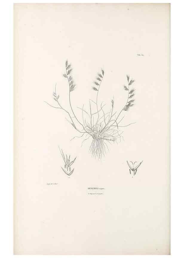 Reproducción/Reproduction 49521580577: Nova genera et species plantarum :. Antverpiae :Ex officina Christophori Plantini ...,1576.. 