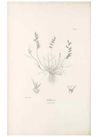 Reproducción/Reproduction 49521580577: Nova genera et species plantarum :. Antverpiae :Ex officina Christophori Plantini ...,1576.. 