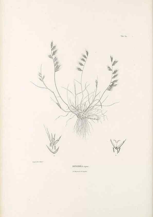 Reproducción/Reproduction 49521580577: Nova genera et species plantarum :. Antverpiae :Ex officina Christophori Plantini ...,1576.. 