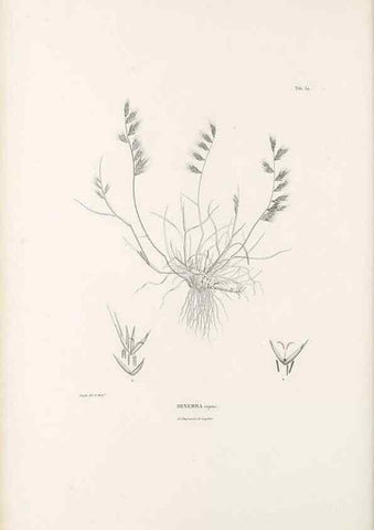 Reproducción/Reproduction 49521580577: Nova genera et species plantarum :. Antverpiae :Ex officina Christophori Plantini ...,1576.. 