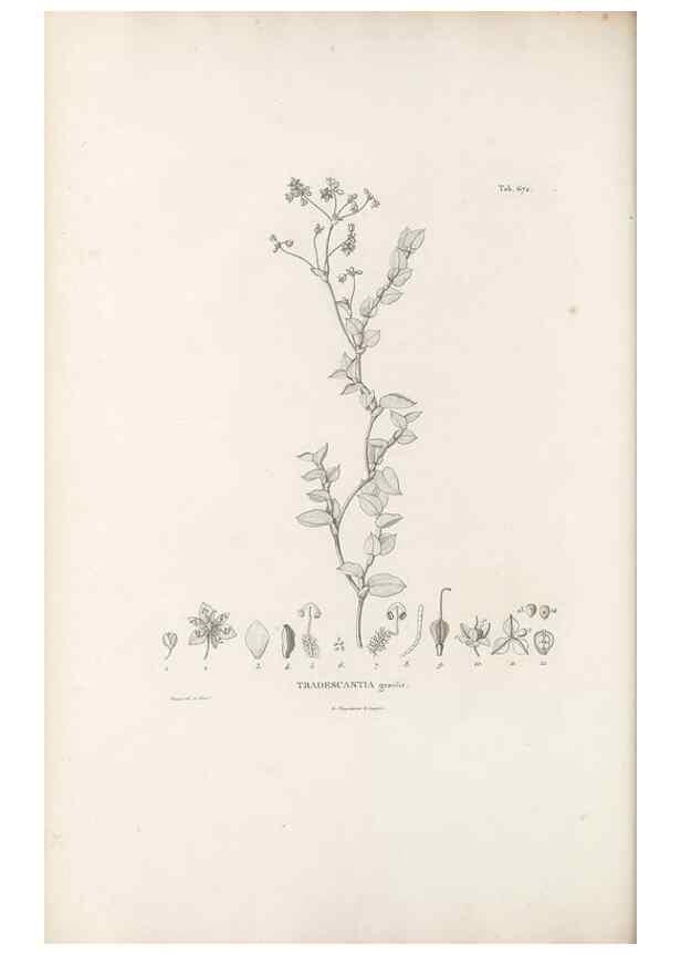 Reproducción/Reproduction 49521376006: Nova genera et species plantarum :. Antverpiae :Ex officina Christophori Plantini ...,1576.. 