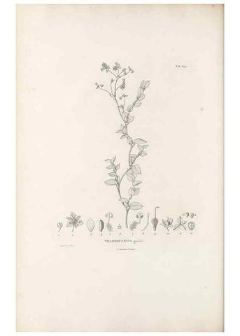 Reproducción/Reproduction 49521376006: Nova genera et species plantarum :. Antverpiae :Ex officina Christophori Plantini ...,1576.. 