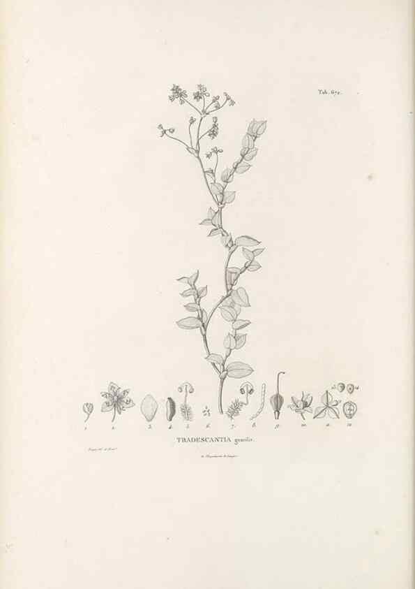 Reproducción/Reproduction 49521376006: Nova genera et species plantarum :. Antverpiae :Ex officina Christophori Plantini ...,1576.. 