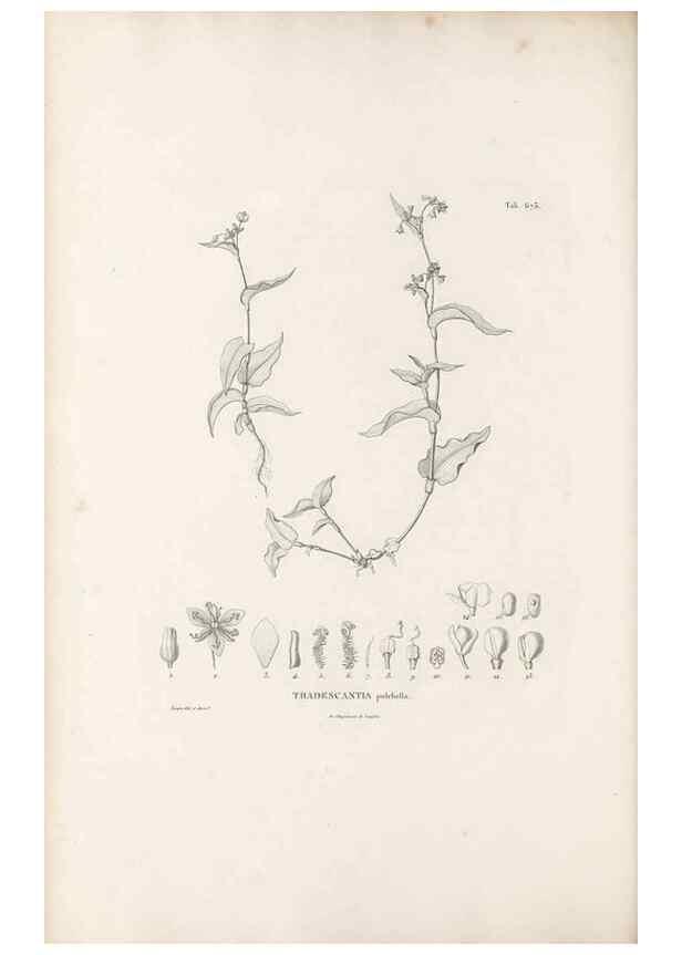 Reproducción/Reproduction 49520852383: Nova genera et species plantarum :. Antverpiae :Ex officina Christophori Plantini ...,1576.. 