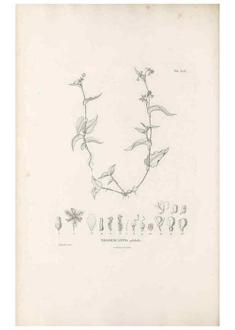 Reproducción/Reproduction 49520852383: Nova genera et species plantarum :. Antverpiae :Ex officina Christophori Plantini ...,1576.. 