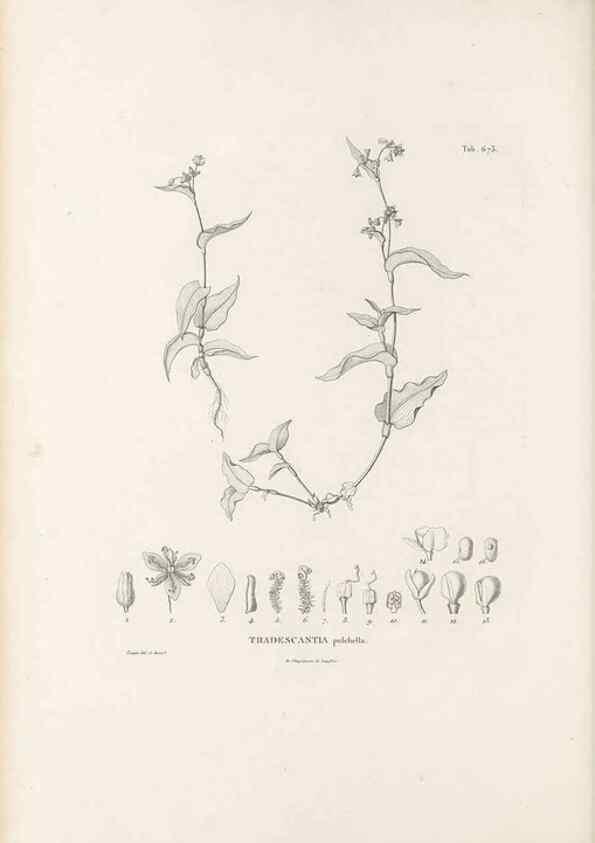 Reproducción/Reproduction 49520852383: Nova genera et species plantarum :. Antverpiae :Ex officina Christophori Plantini ...,1576.. 
