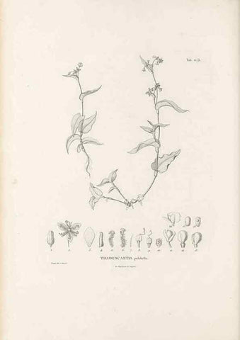 Reproducción/Reproduction 49520852383: Nova genera et species plantarum :. Antverpiae :Ex officina Christophori Plantini ...,1576.. 