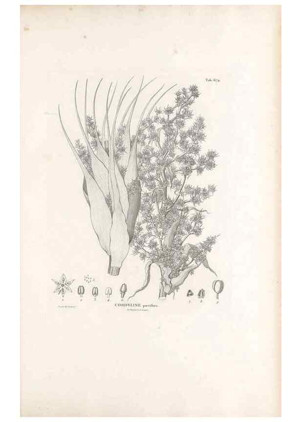 Reproducción/Reproduction 49520852863: Nova genera et species plantarum :. Antverpiae :Ex officina Christophori Plantini ...,1576.. 