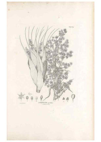 Reproducción/Reproduction 49520852863: Nova genera et species plantarum :. Antverpiae :Ex officina Christophori Plantini ...,1576.. 