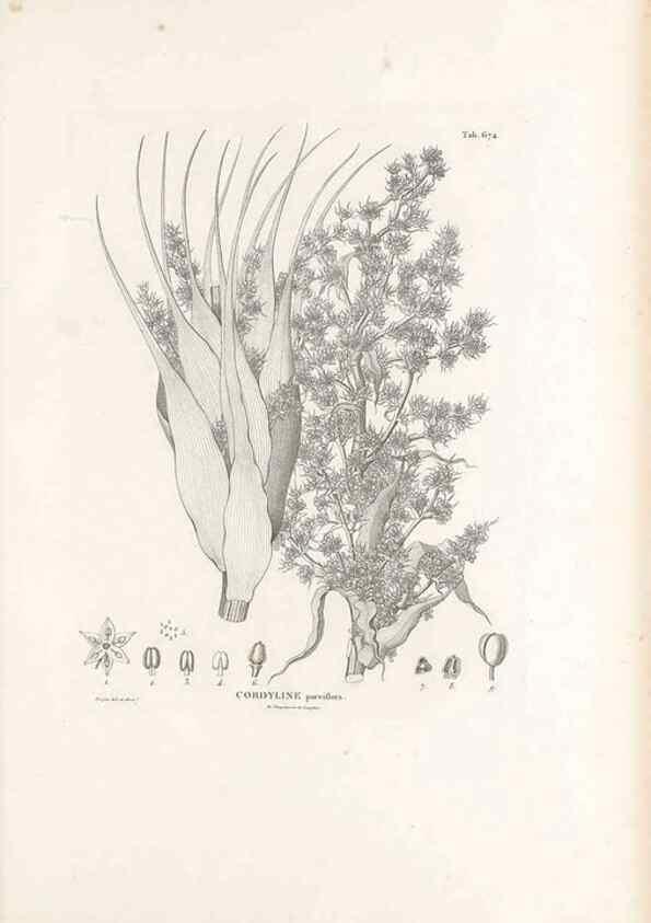 Reproducción/Reproduction 49520852863: Nova genera et species plantarum :. Antverpiae :Ex officina Christophori Plantini ...,1576.. 