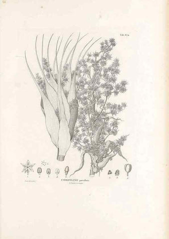 Reproducción/Reproduction 49520852863: Nova genera et species plantarum :. Antverpiae :Ex officina Christophori Plantini ...,1576.. 