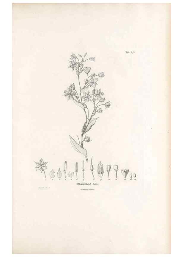 Reproducción/Reproduction 49521377141: Nova genera et species plantarum :. Antverpiae :Ex officina Christophori Plantini ...,1576.. 