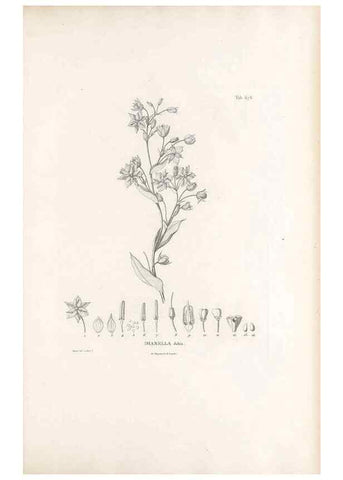 Reproducción/Reproduction 49521377141: Nova genera et species plantarum :. Antverpiae :Ex officina Christophori Plantini ...,1576.. 