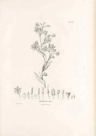 Reproducción/Reproduction 49521377141: Nova genera et species plantarum :. Antverpiae :Ex officina Christophori Plantini ...,1576.. 