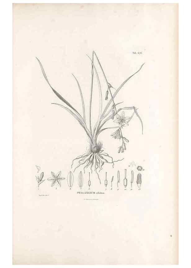 Reproducción/Reproduction 49521588957: Nova genera et species plantarum :. Antverpiae :Ex officina Christophori Plantini ...,1576.. 