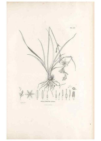 Reproducción/Reproduction 49521588957: Nova genera et species plantarum :. Antverpiae :Ex officina Christophori Plantini ...,1576.. 