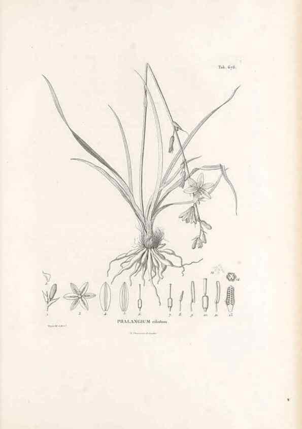 Reproducción/Reproduction 49521588957: Nova genera et species plantarum :. Antverpiae :Ex officina Christophori Plantini ...,1576.. 