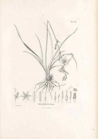 Reproducción/Reproduction 49521588957: Nova genera et species plantarum :. Antverpiae :Ex officina Christophori Plantini ...,1576.. 