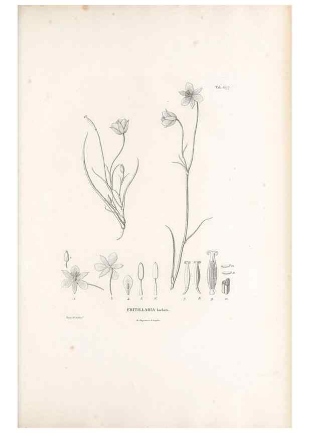 Reproducción/Reproduction 49520853868: Nova genera et species plantarum :. Antverpiae :Ex officina Christophori Plantini ...,1576.. 