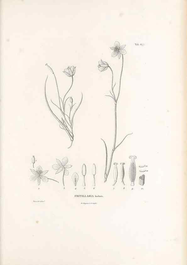 Reproducción/Reproduction 49520853868: Nova genera et species plantarum :. Antverpiae :Ex officina Christophori Plantini ...,1576.. 