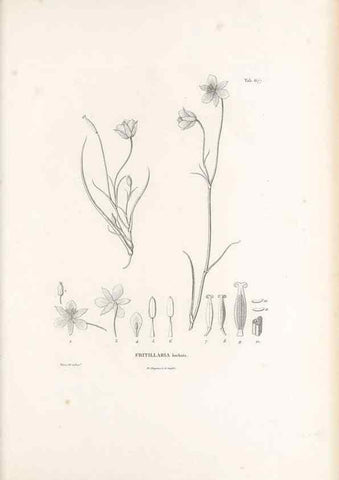 Reproducción/Reproduction 49520853868: Nova genera et species plantarum :. Antverpiae :Ex officina Christophori Plantini ...,1576.. 