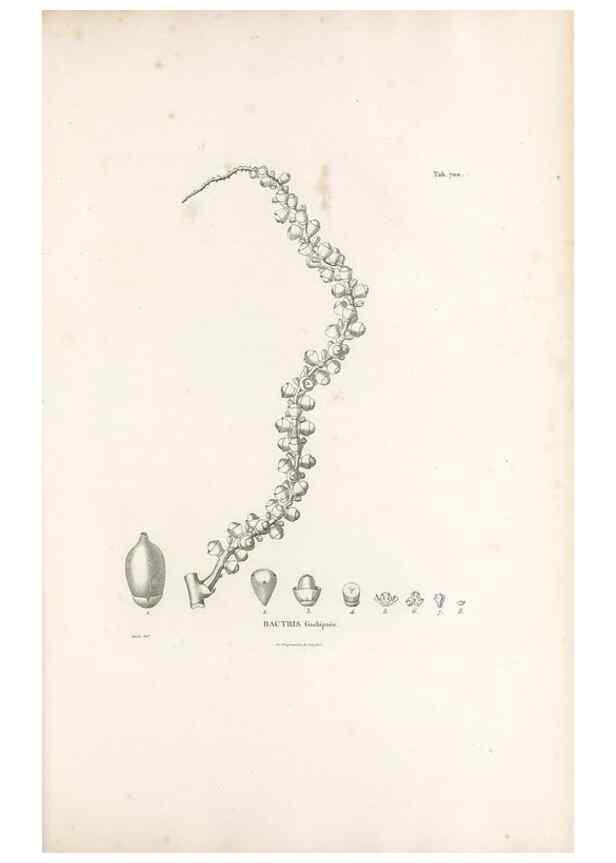 Reproducción/Reproduction 49521589672: Nova genera et species plantarum :. Antverpiae :Ex officina Christophori Plantini ...,1576.. 